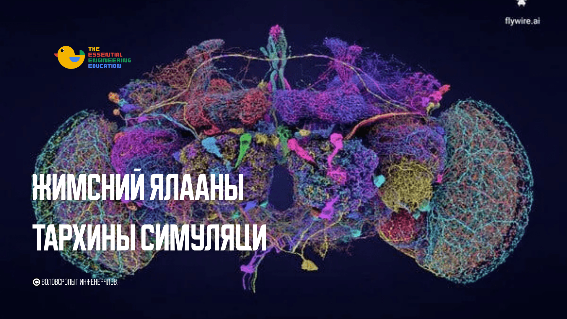 Эрдэмтэд ялааны тархийг компьютерт хуулбарлав